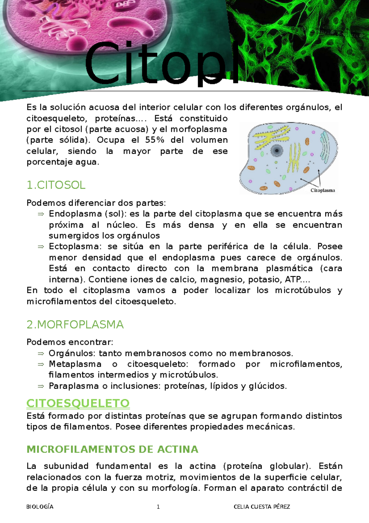 Tema 2 Citoplasma Es La Solución Acuosa Del Interior Celular Con Los Diferentes Orgánulos El 2976