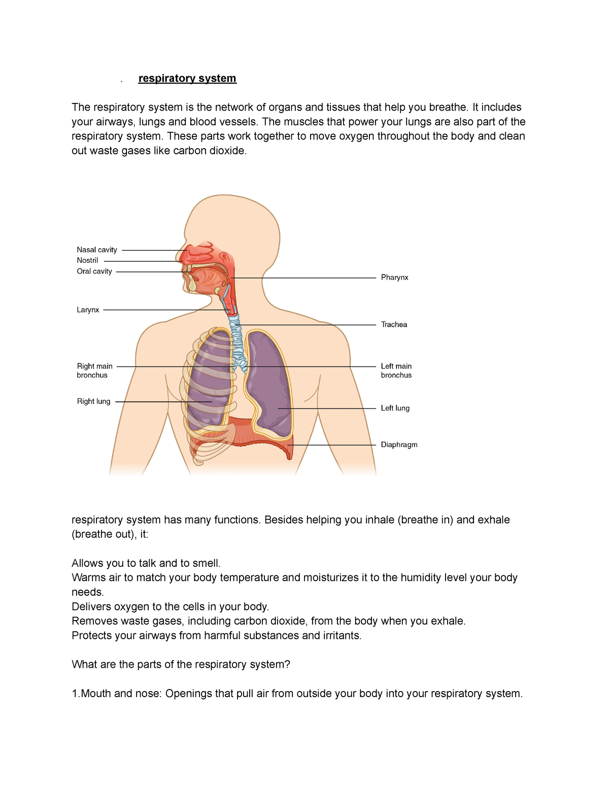 Respiratory system - Made from reading online journal, Library books ...