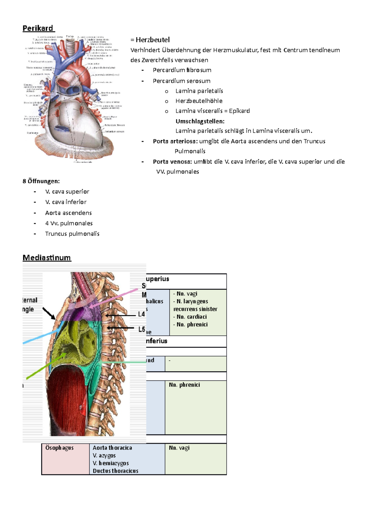 Perikard und Mediastinum - Perikard = Herzbeutel Verhindert Überdehnung der Herzmuskulatur, fest ...