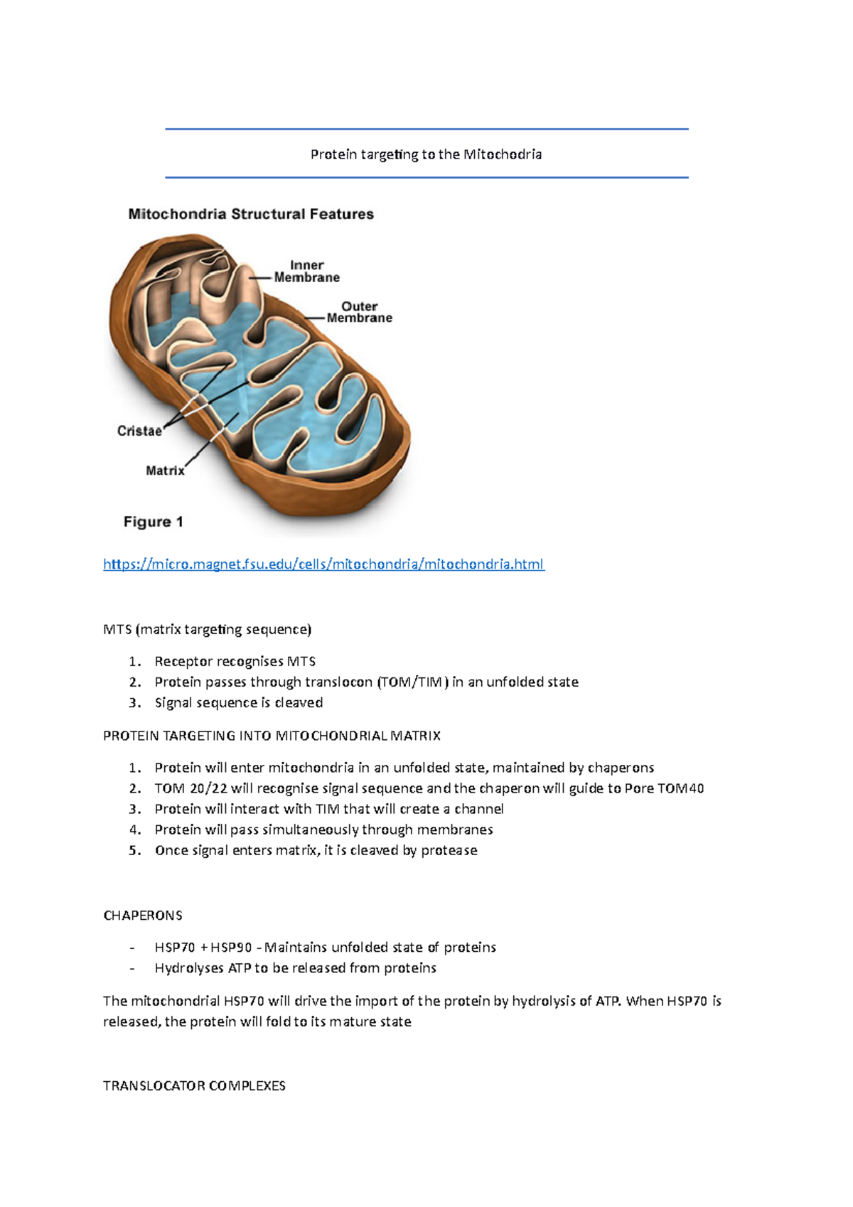 Protein targeting to the Mitochodria - magnet.fsu/cells/mitochondria ...