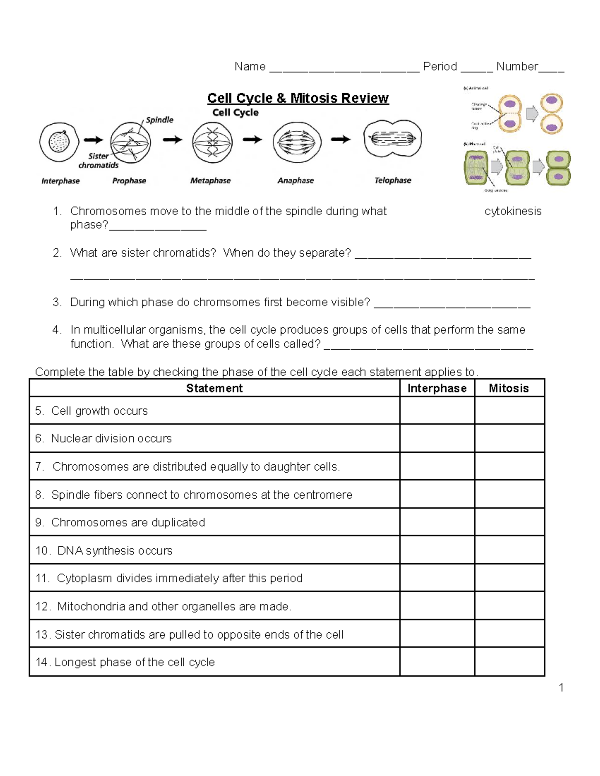 Mitosis review sheet - Name _______________________ Period _____ Number ...