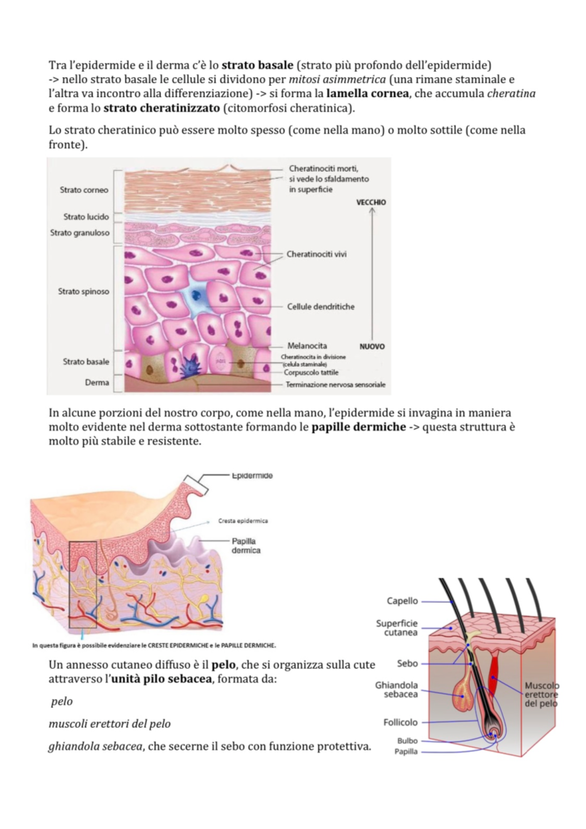 Anatomia 2 - riassunto app. tegumentale - Tra e il derma lo strato ...