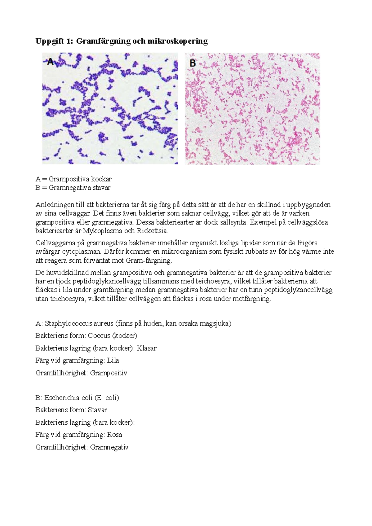 Laboration - Labb - Uppgift 1: Gramfärgning Och Mikroskopering A ...