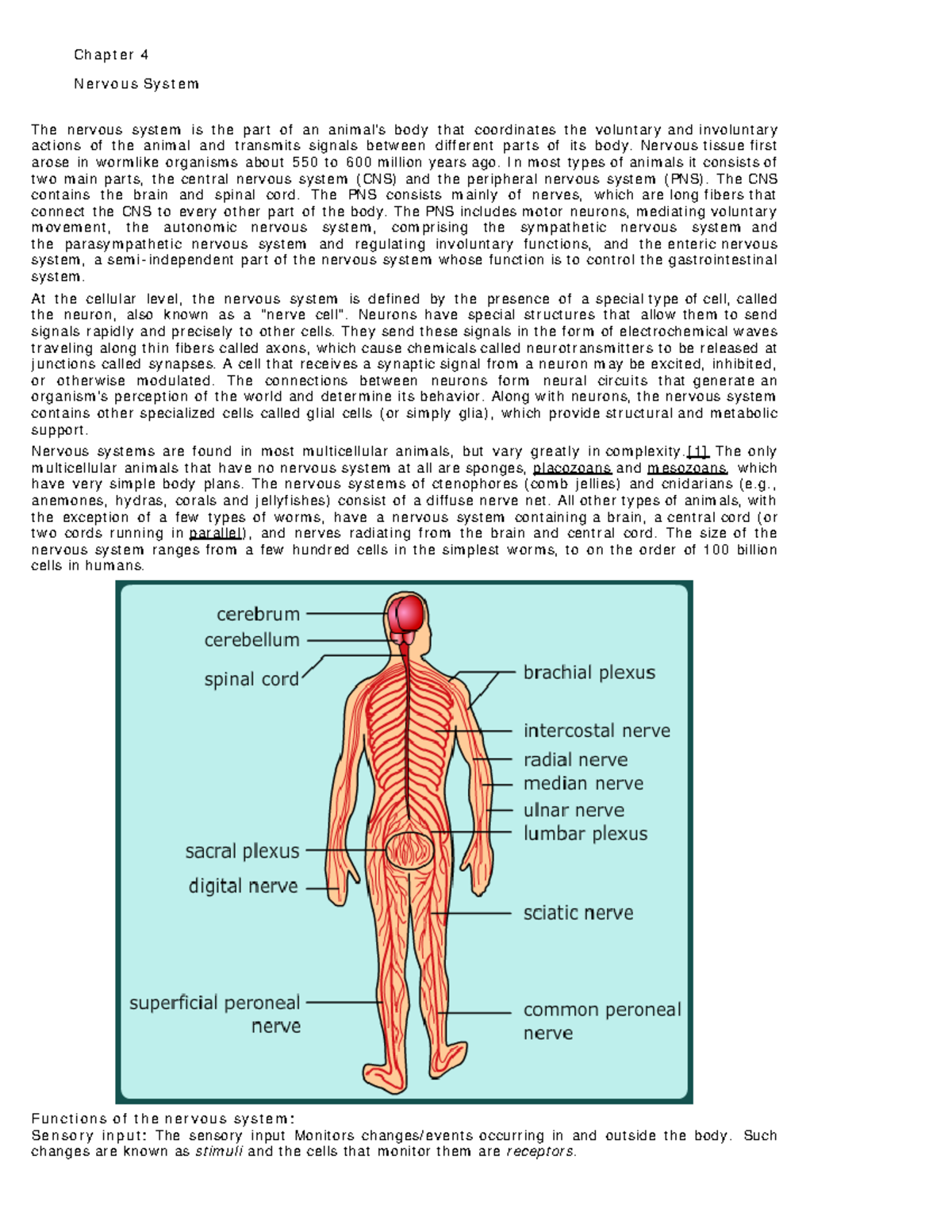 Lec4-Nervous System - Chapter 4 Nervous System The Nervous System Is ...