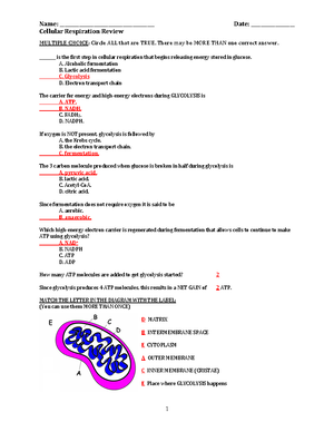 Cellular respiration review worksheet - key - Cellular Respiration Review  MULTIPLE CHOICE: Circle - Studocu