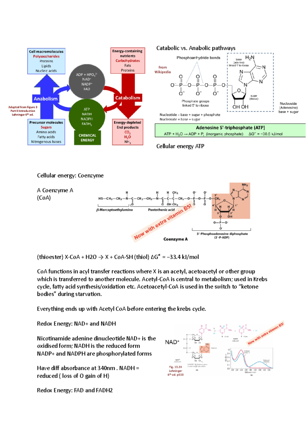Topic 1 Module 7 carbohydrate metabolism - Catabolic vs. Anabolic ...