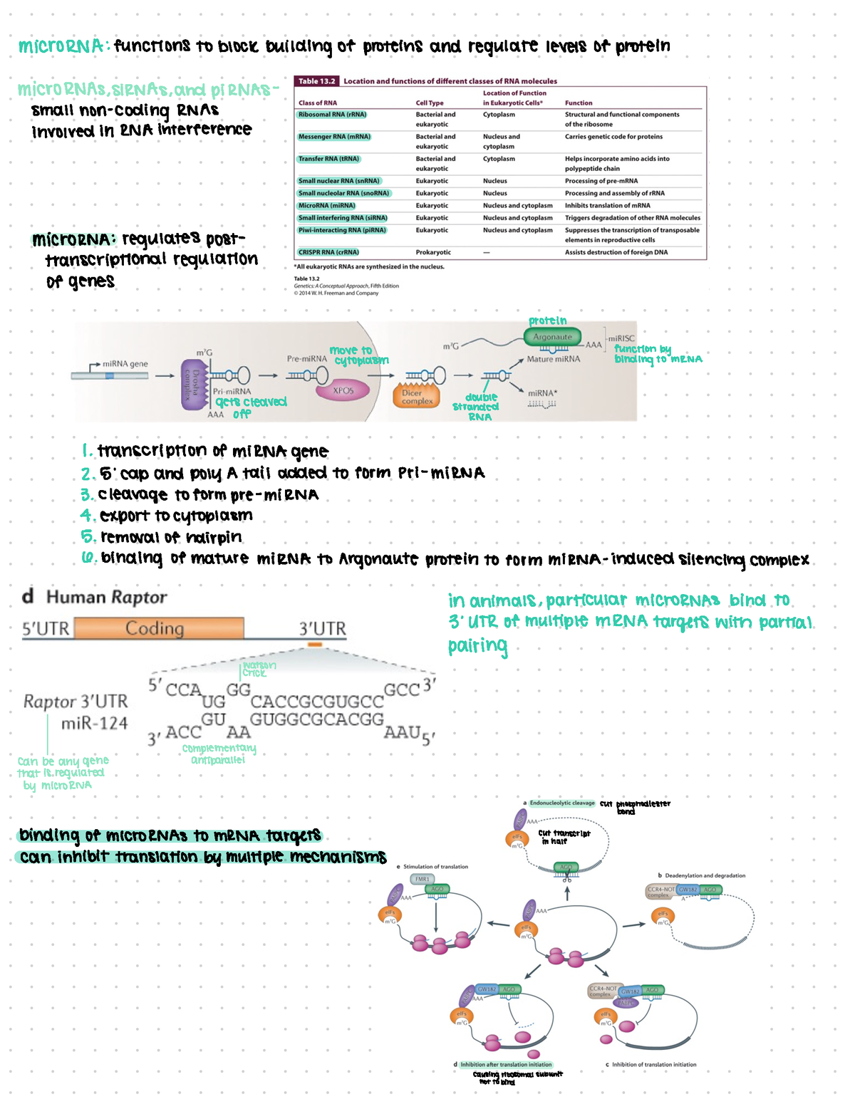 Exam 2 Study Guide - microRNA : functions to block building of proteins ...