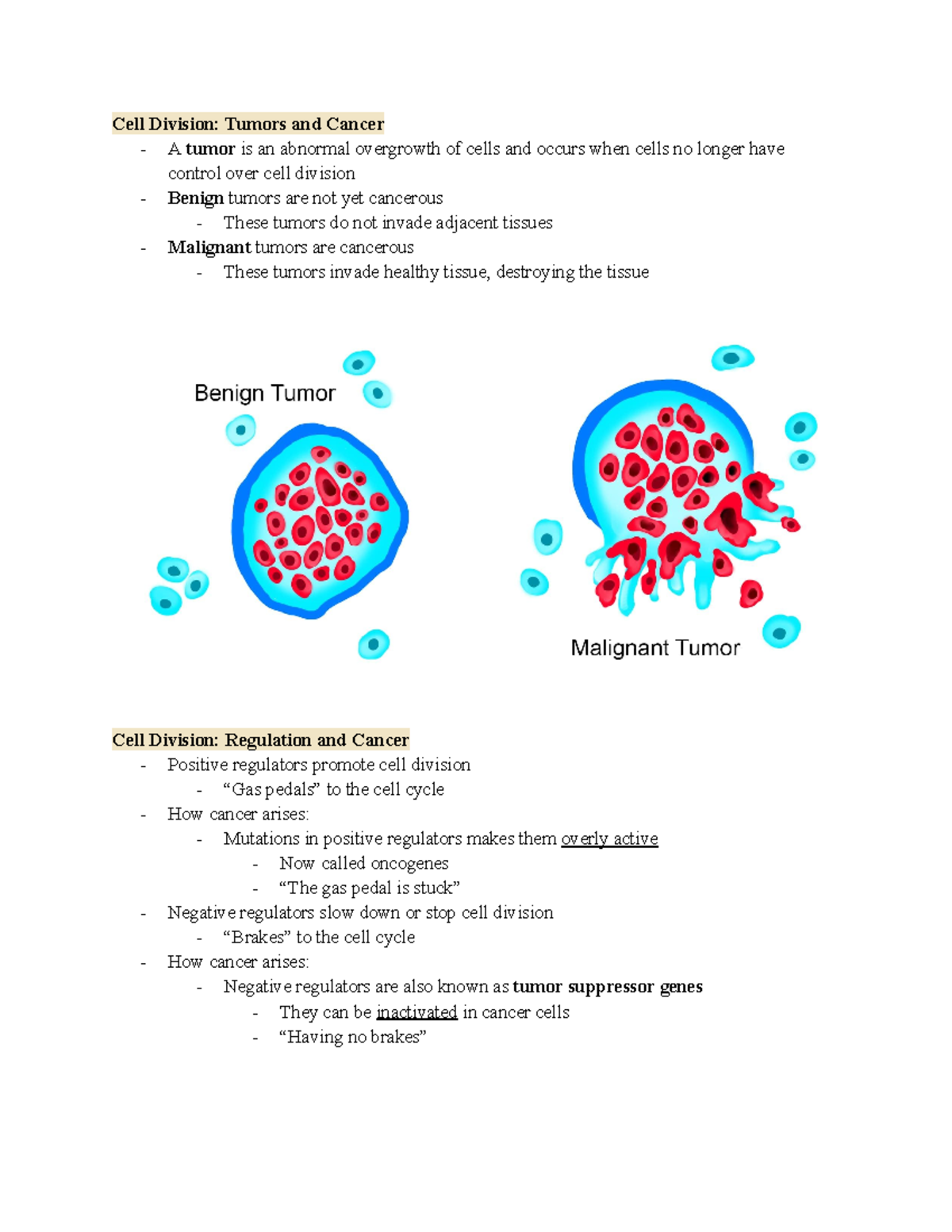 bio-151-cell-division-cell-division-tumors-and-cancer-a-tumor-is