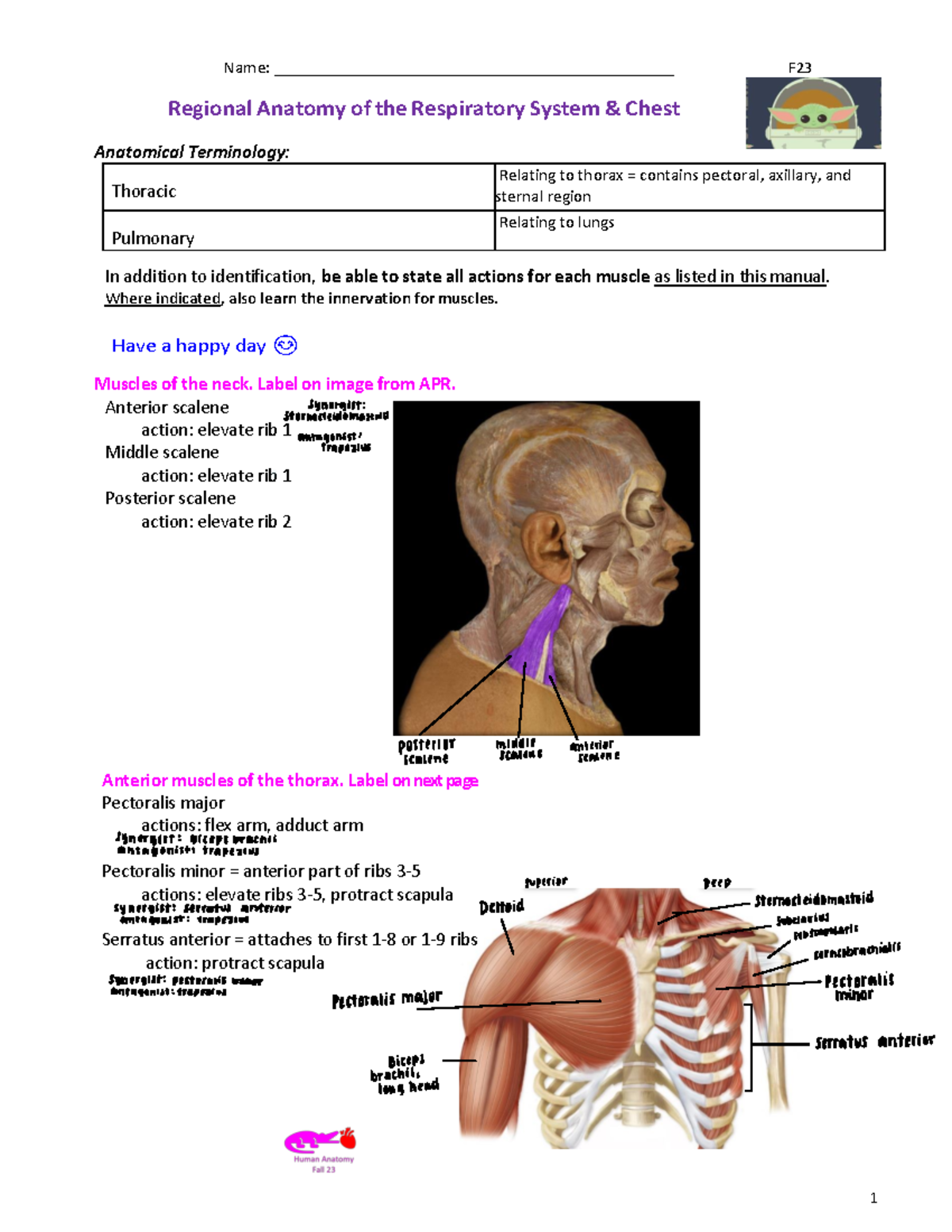 Lab+Respiratory+System++Chest+F23 - Regional Anatomy of the Respiratory ...