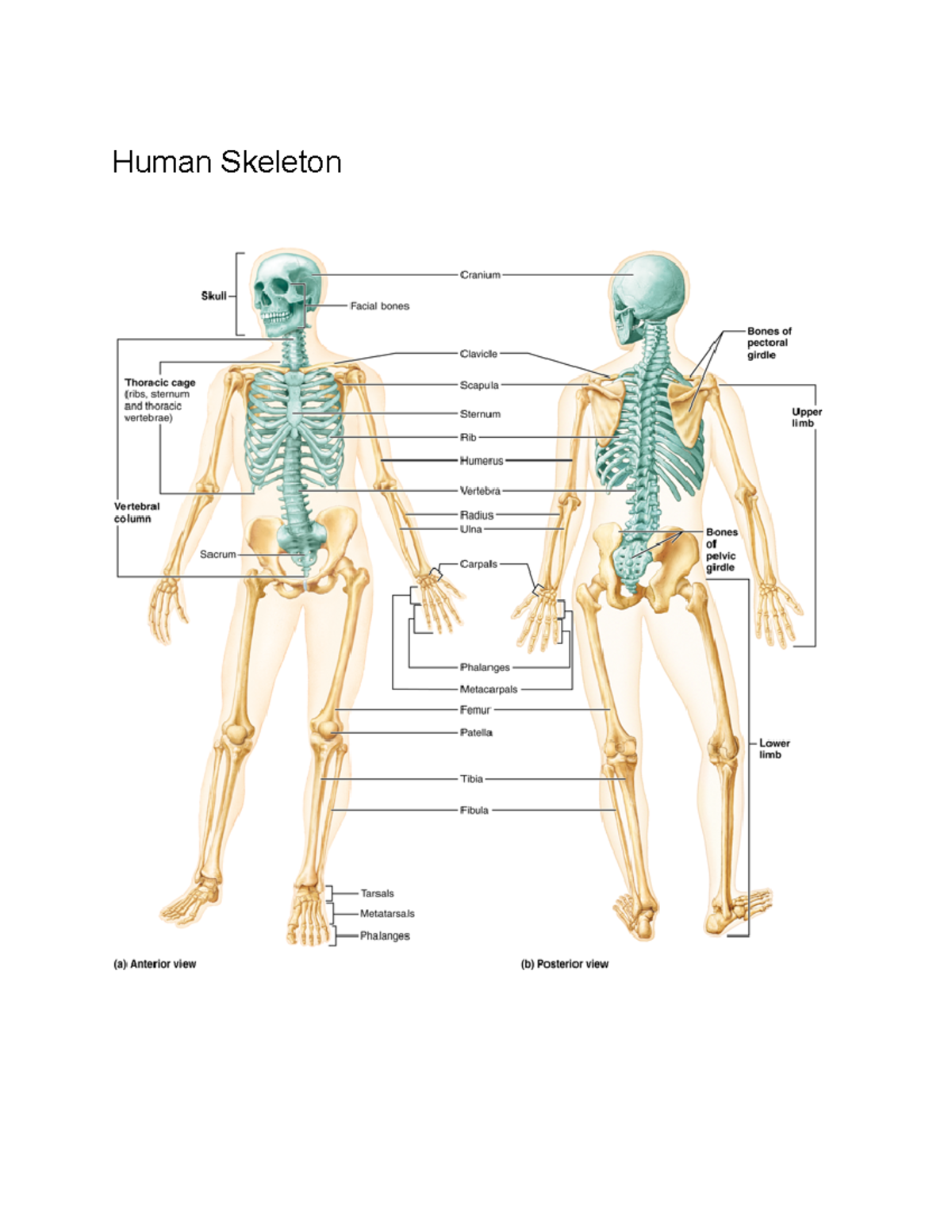 Chapter 7 Anatomy Review - BIO 2451 - Human Skeleton Structure of Skull ...