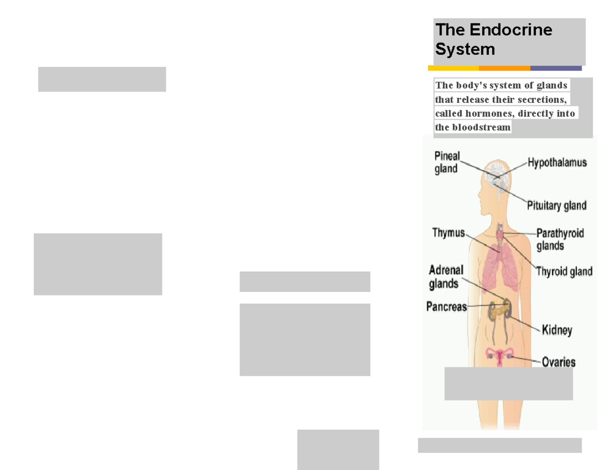 The Endocrine System Brochure - The Body's System Of Glands That ...