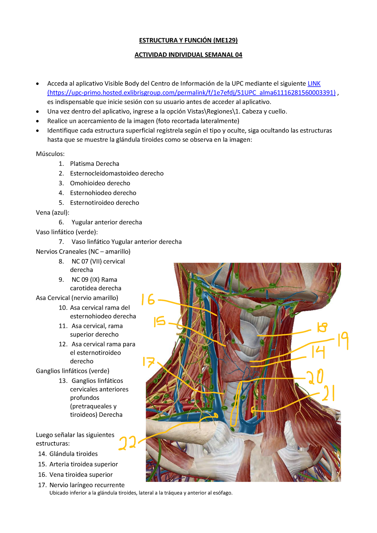 202102 ME129 Ey F Tarea Sem04 24 - ESTRUCTURA Y FUNCIÓN (ME129 ...