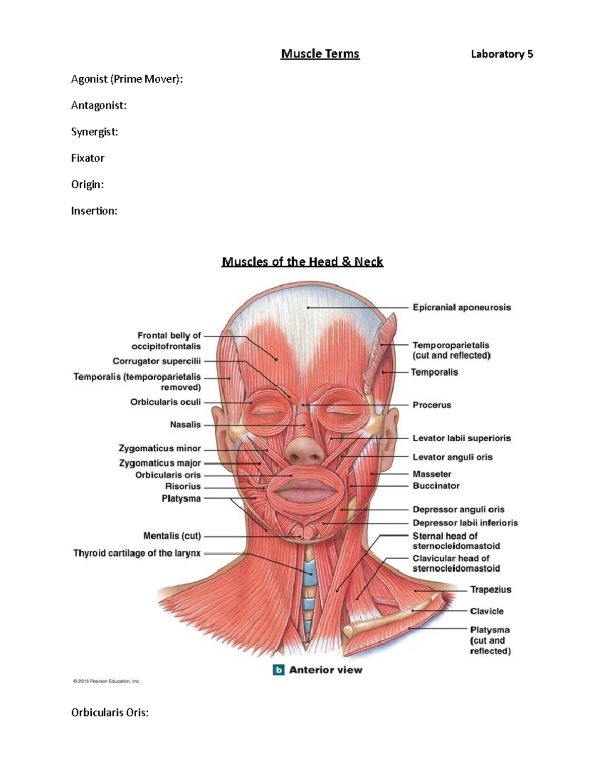 Muscles Outline 5 26 19 Auto Recovered Muscle Terms Laboratory