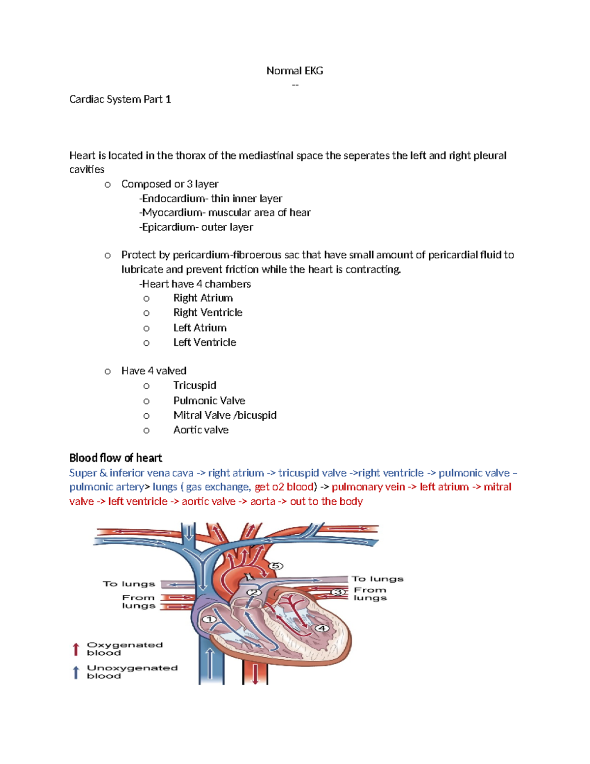 Cardiac System Part 1 - Quizzes - Cardiac System Part 1 Heart is ...