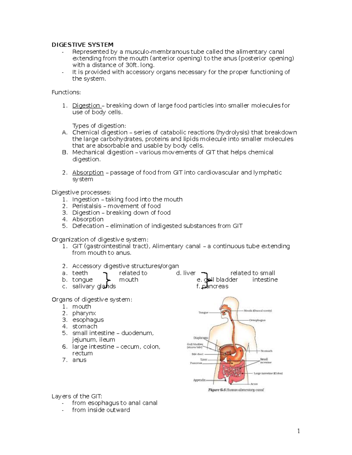 Digestive-system-zoo - DIGESTIVE SYSTEM Represented by a musculo ...