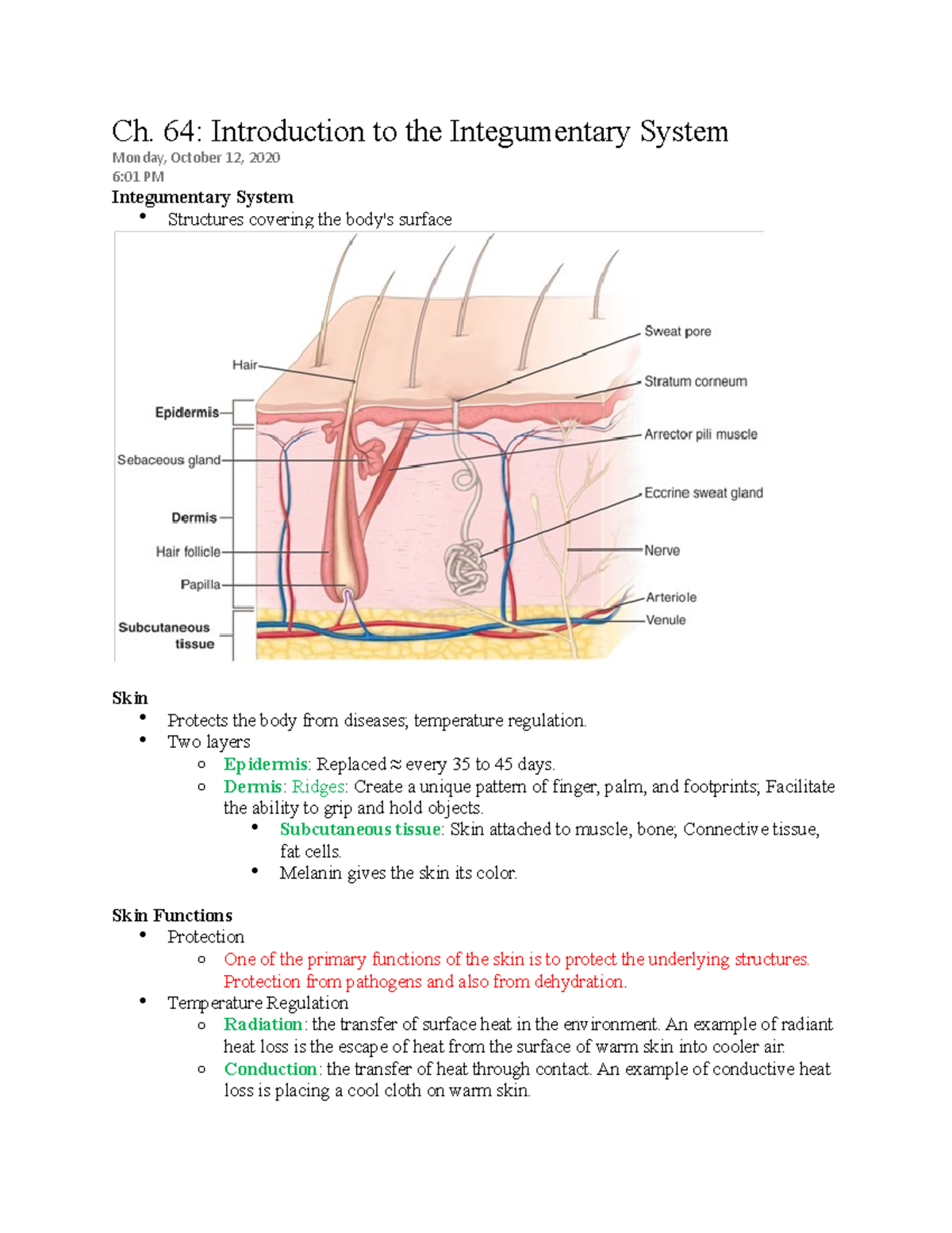 Introduction to the Integumentary System - Ch. 64: Introduction to the ...