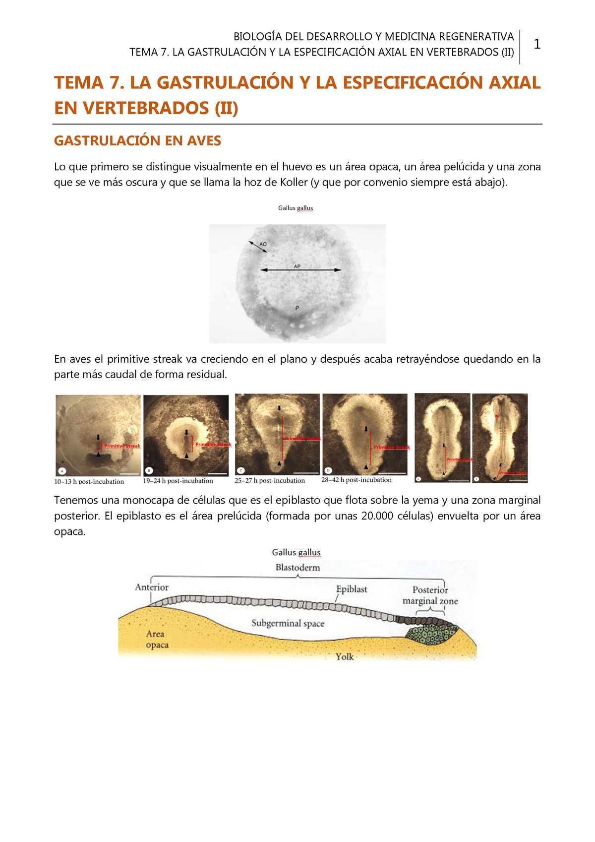 gastrulación de aves