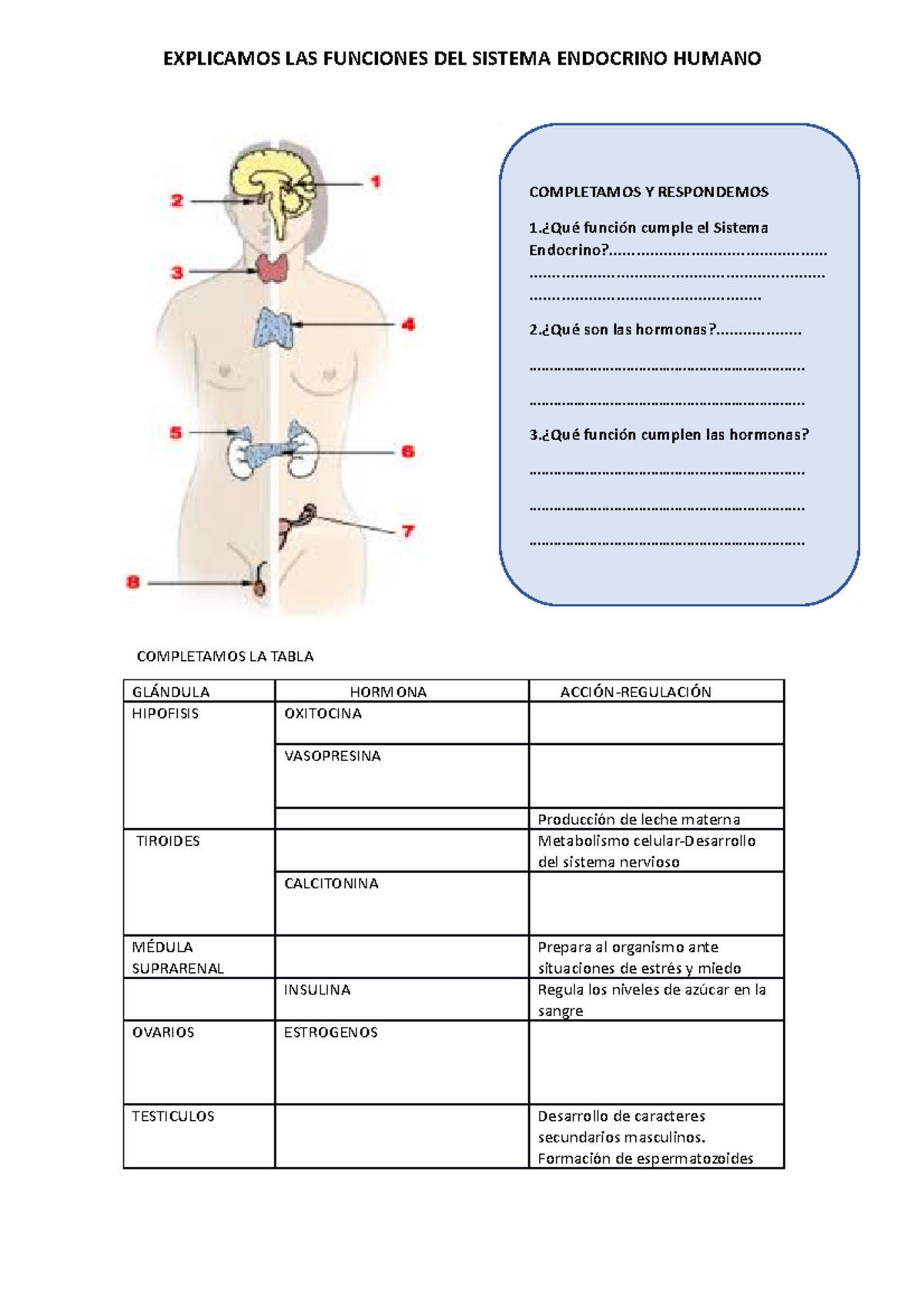 tabla de funciones del sistema endocrino