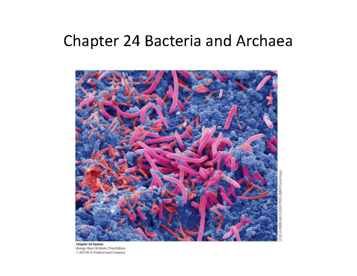 7-Bact Arch Prot 2023-student - Chapter 24 Bacteria And Archaea Tree Of ...