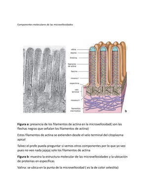 estructura de microvellosidades