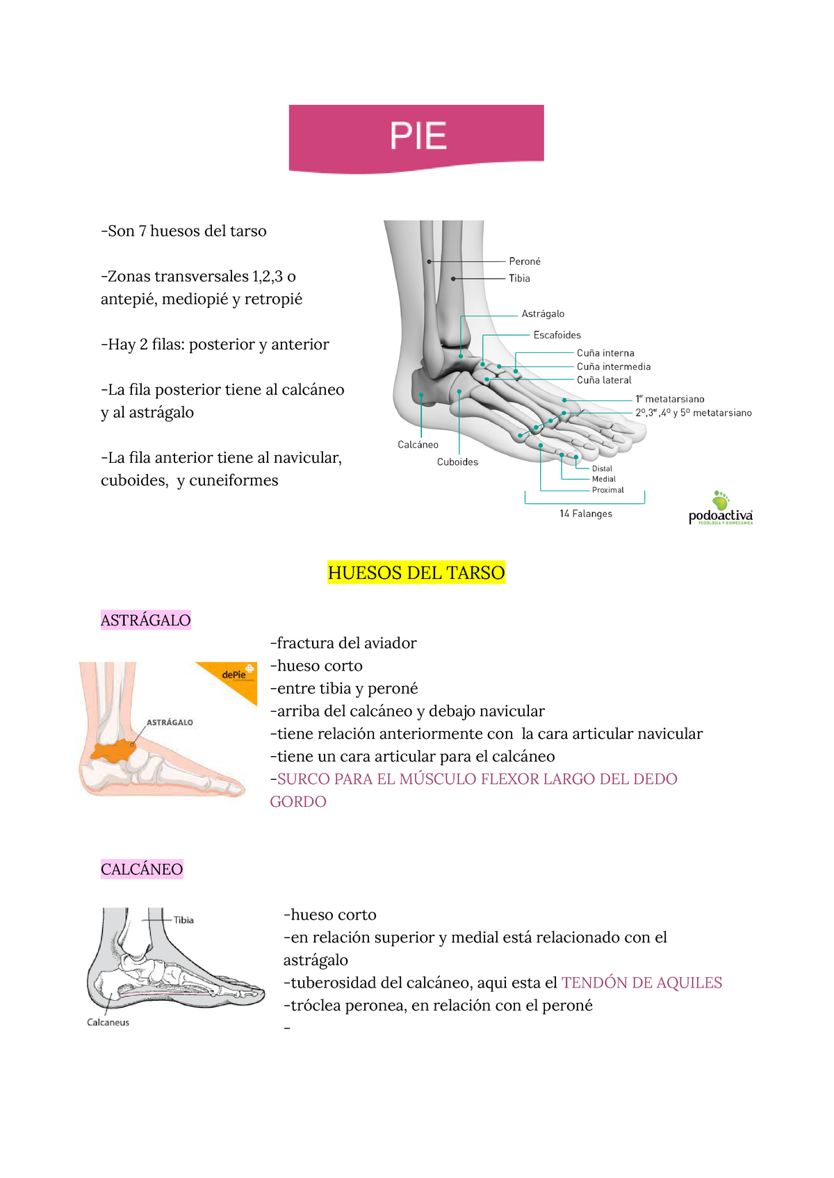 Huesos y articulaciones pie -Son 7 huesos del tarso -Zonas ...