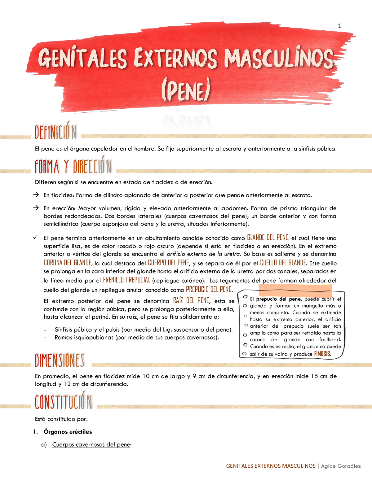 Resumen de Genitales Externos Masculinos - Genitales Externos Masculinos  (Pene) El pene es el órgano - Studocu