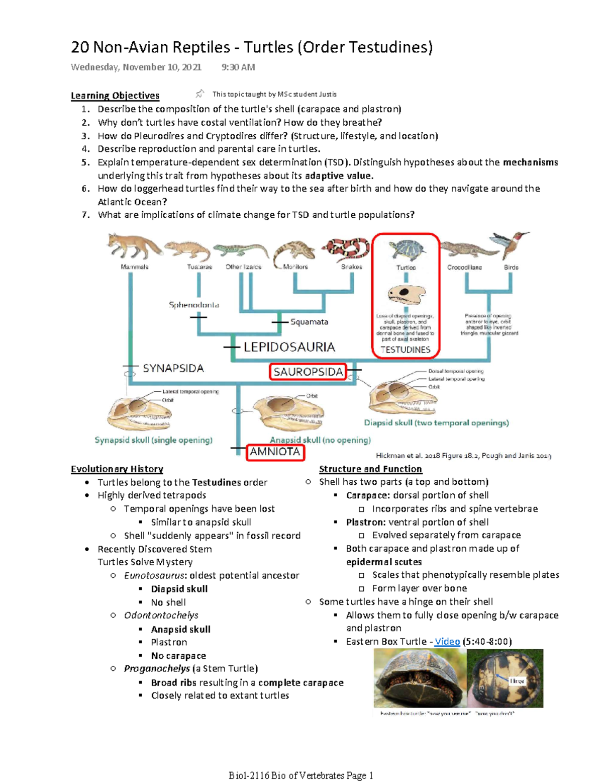 20 Non-Avian Reptiles (Turtles) - BIOL-2116 - U of W - Studocu