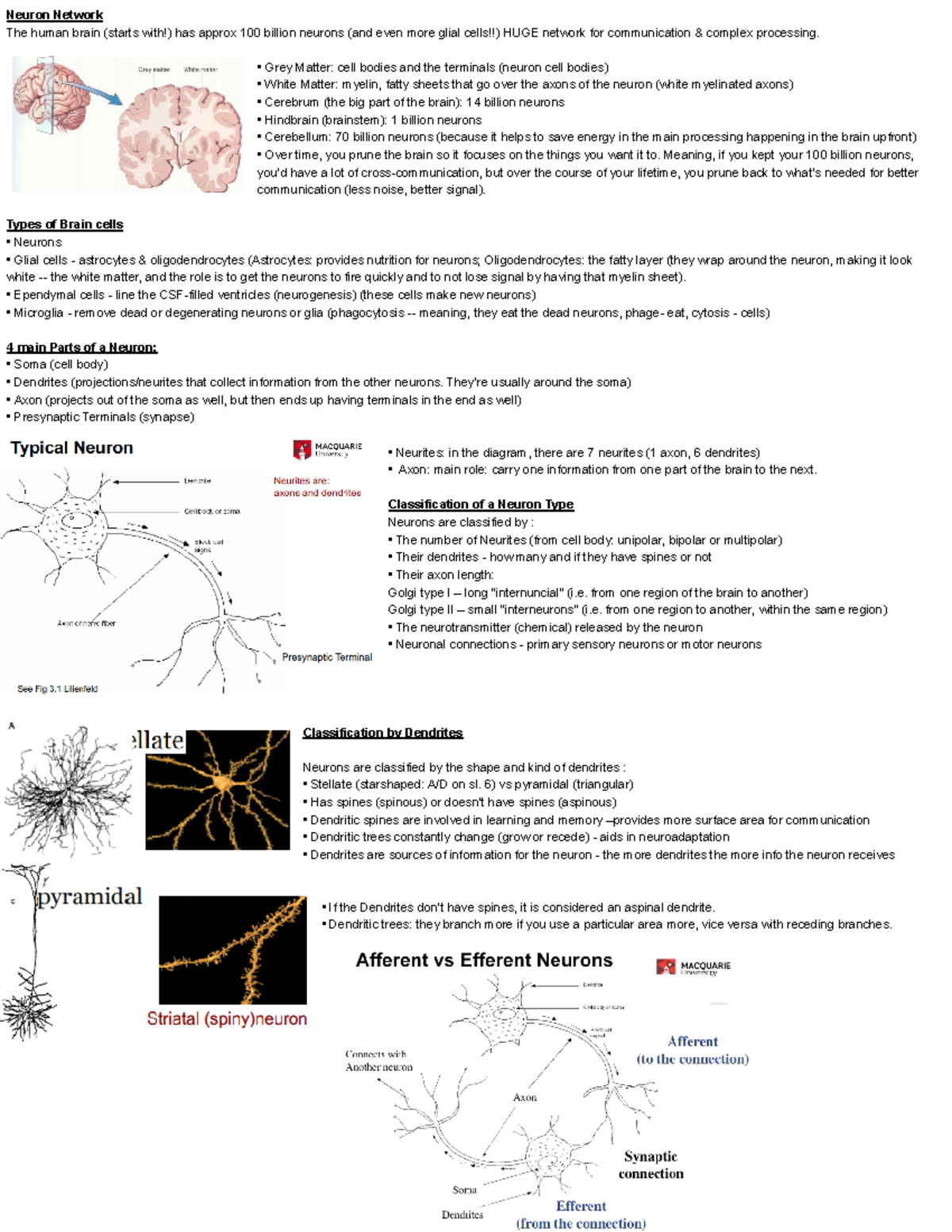 Biological Bases II - Neuron Network The Human Brain (starts With!) Has ...