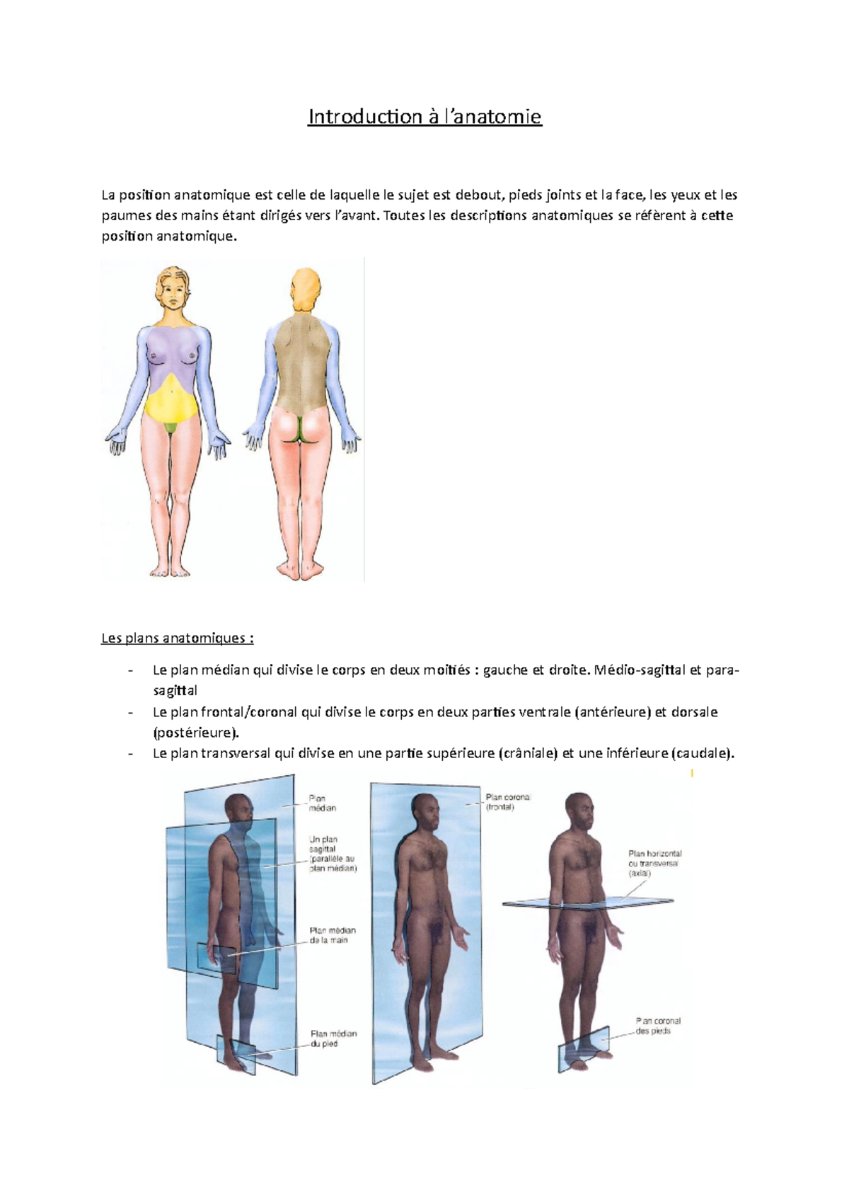 Plan Et Direction Anatomique Exercices – YFWHCY