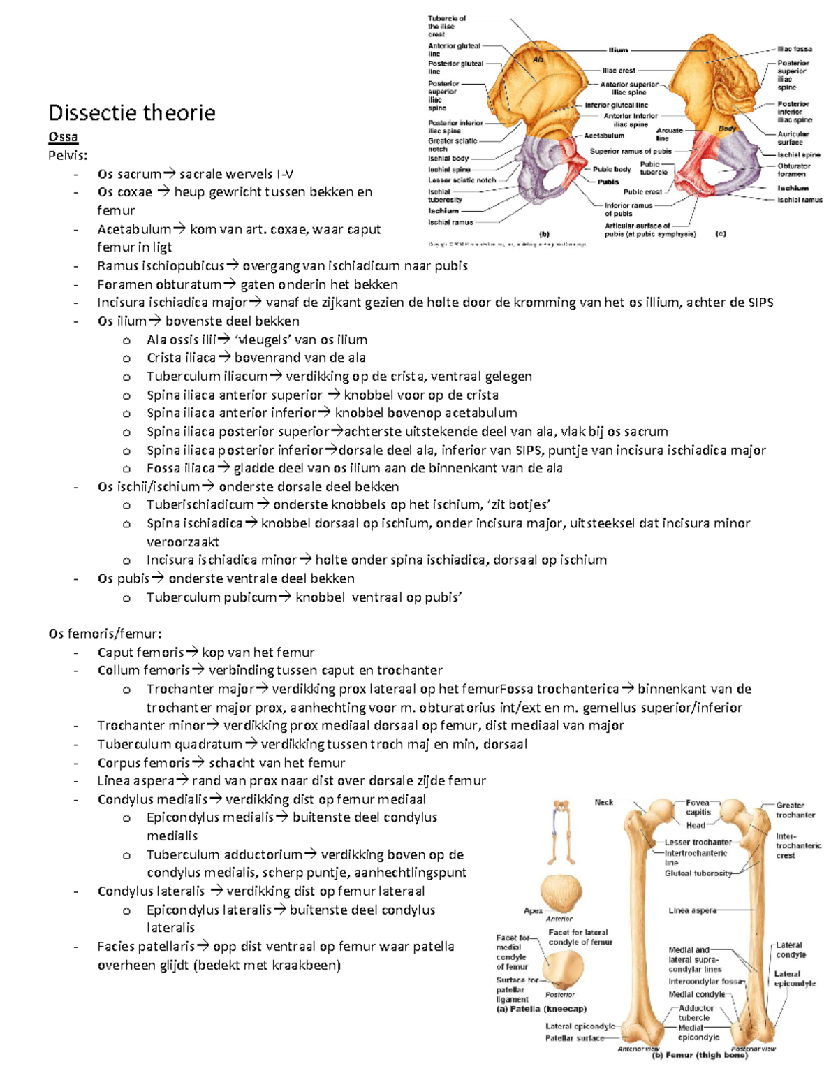 ANATOMIE IN VIVO VAN HET BEWEGINGSAPPARAAT NEDERLANDS PDF visual data 4