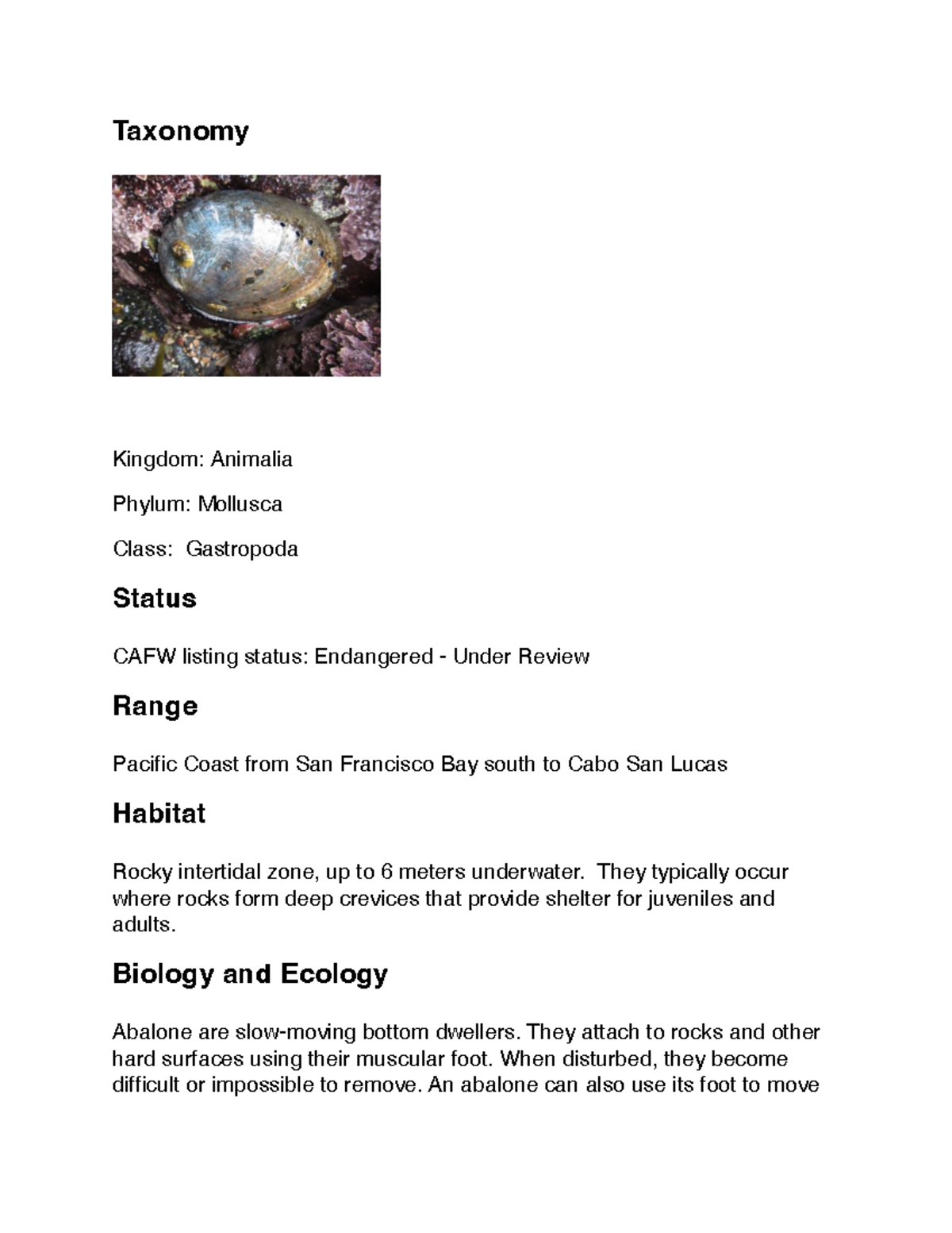 Black Abalone / Biology - Taxonomy Kingdom: Animalia Phylum: Mollusca ...