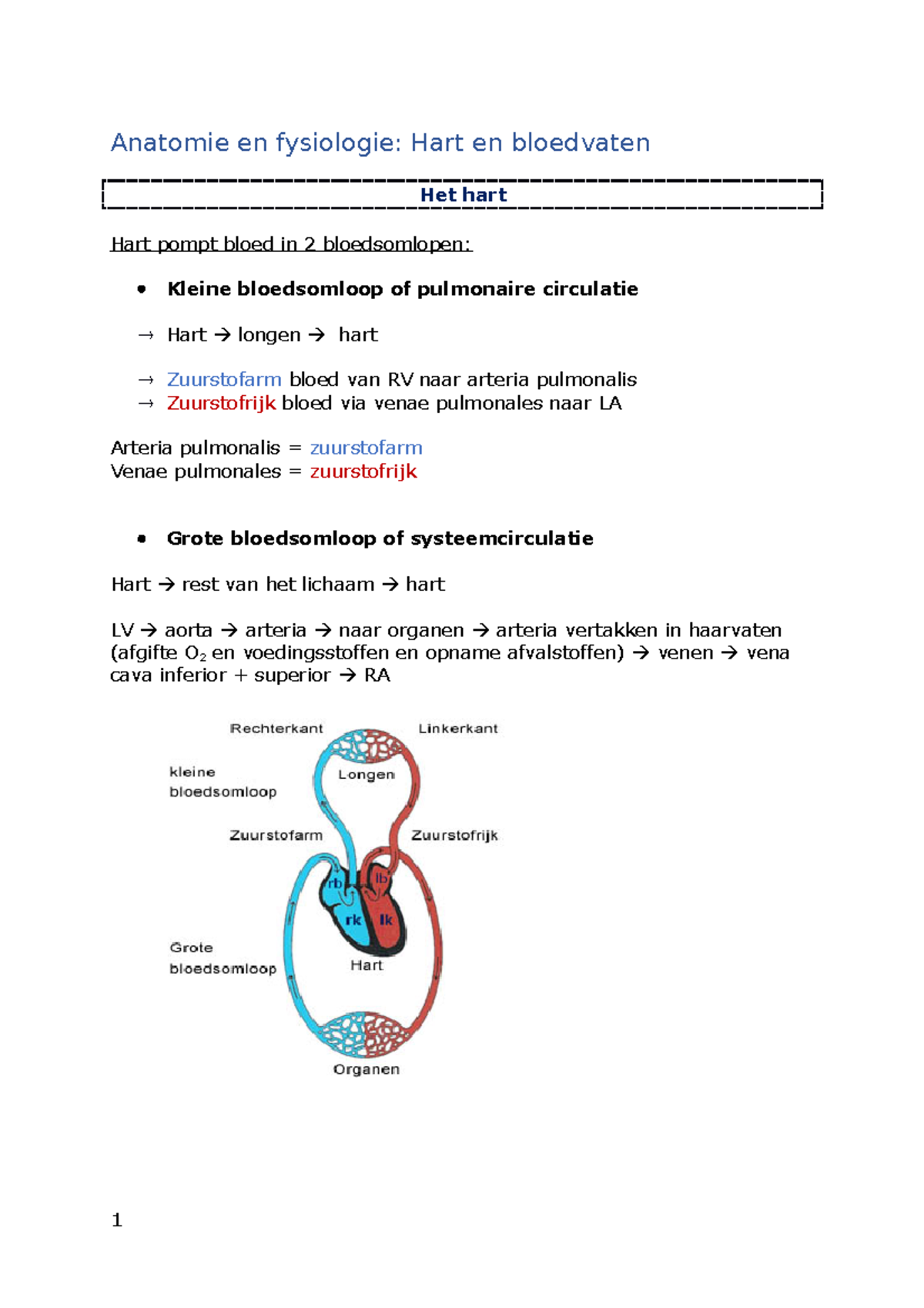 Anatomie-bloedvaten Samenvatting - Anatomie En Fysiologie: Hart En ...