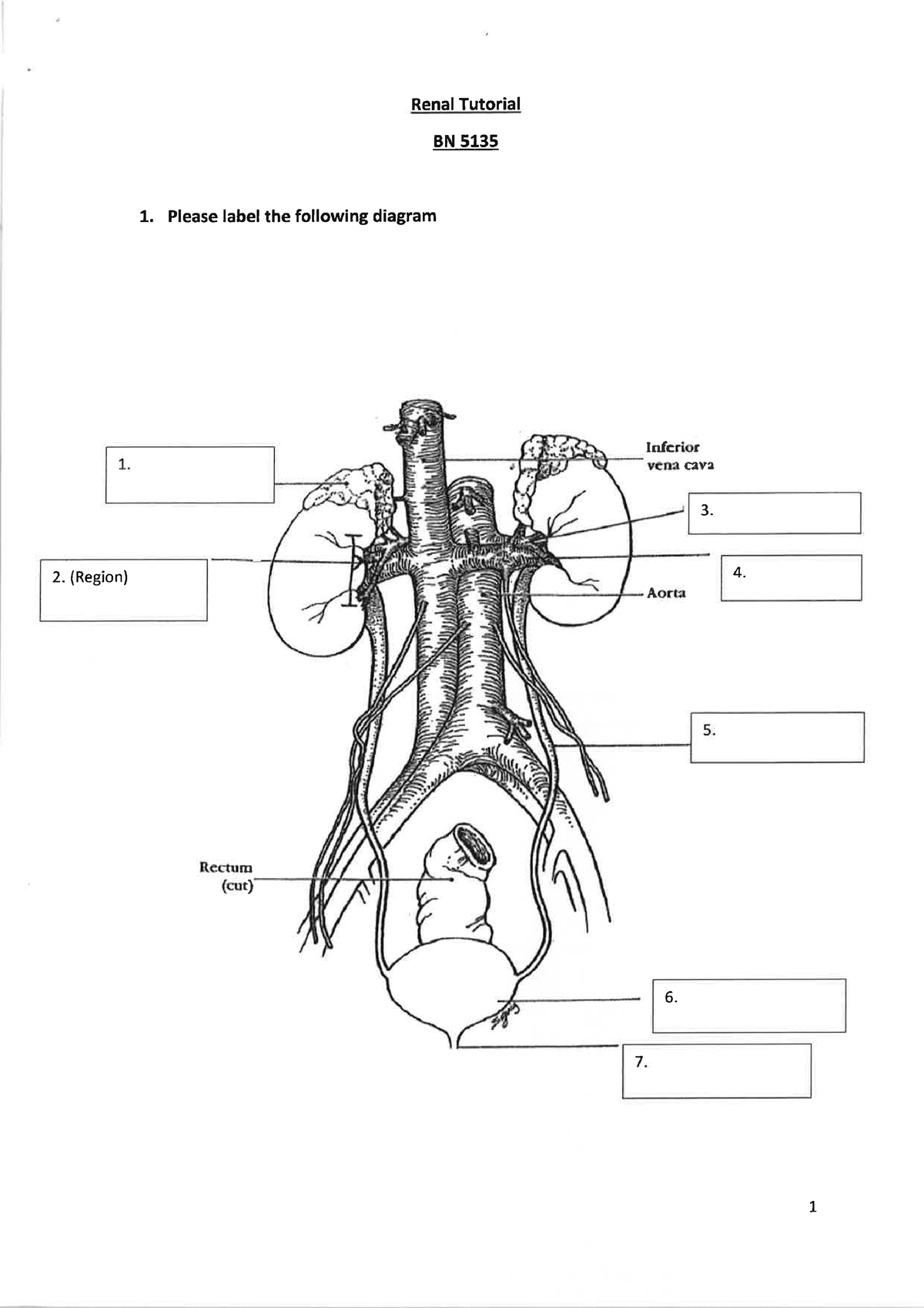 Renal Tutorial sheet - Science for Nursing - Studocu