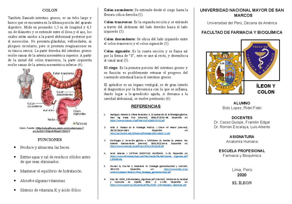 Resumen Íleon y Colon - COLON También llamado intestino grueso, es un ...