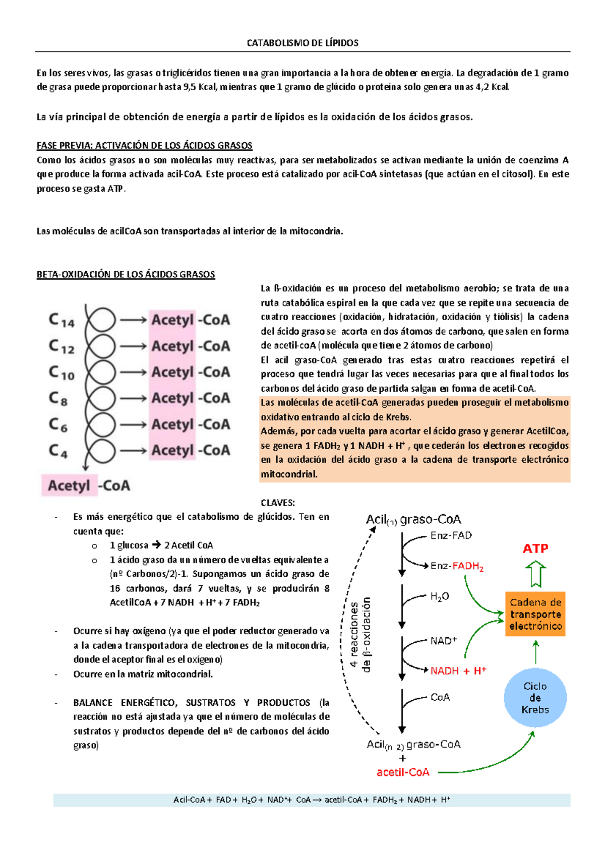 Catabolismo DE LÍ Pidos - CATABOLISMO DE LÍPIDOS En los seres vivos ...