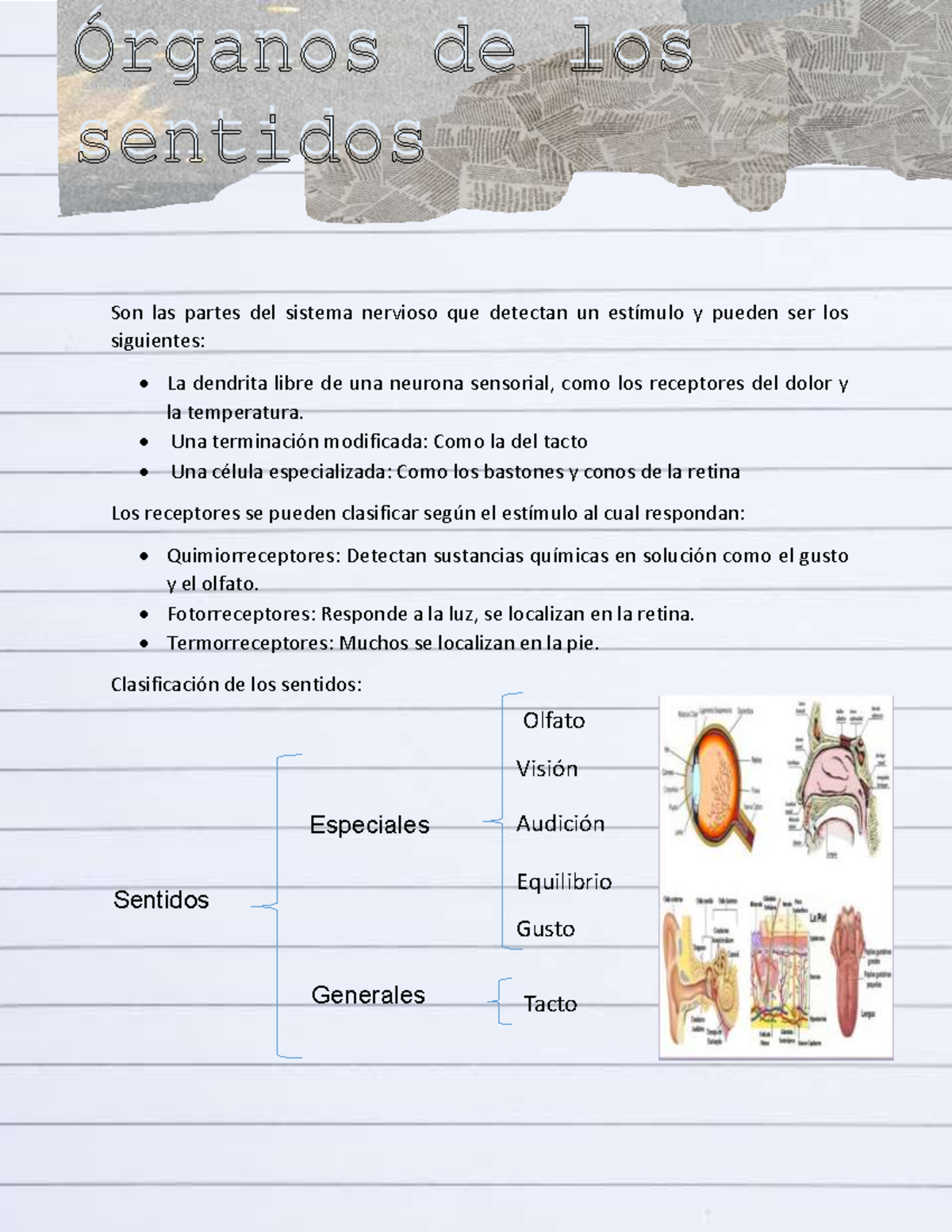 organos de los sentidos - Son las partes del sistema nervioso que ...