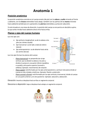 anatomía del eje vertical