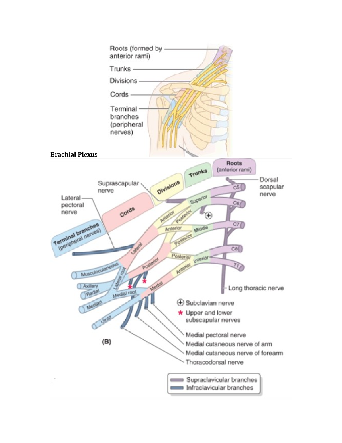 Upper Limb - Dr. Aqua OT Anatomy Course - Brachial Plexus Introduction ...