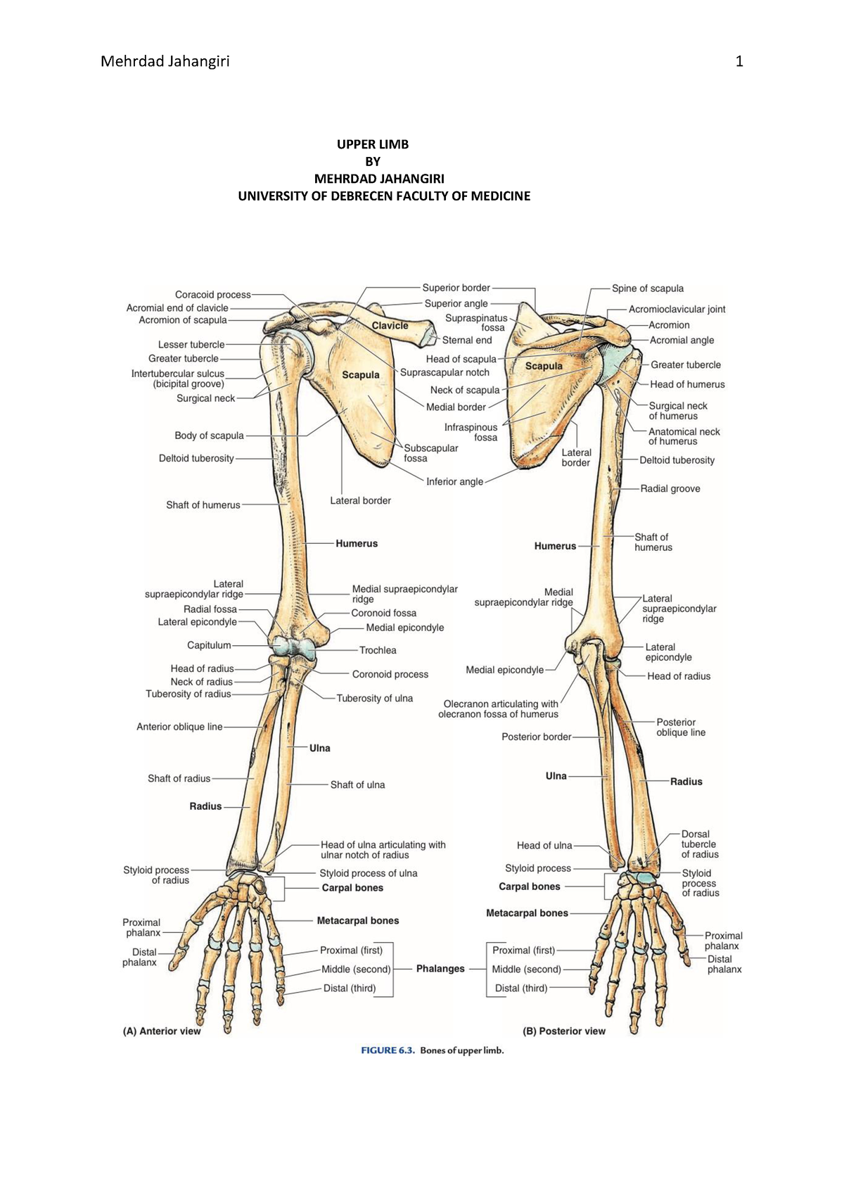 Upper-limb-Mehrdad 2 - UPPER LIMB BY MEHRDAD JAHANGIRI UNIVERSITY OF ...