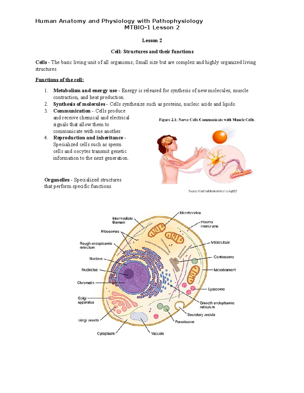 MTBio 1Lesson 2 - BSMT - MTBIO-1 Lesson 2 Lesson 2 Cell: Structures and ...