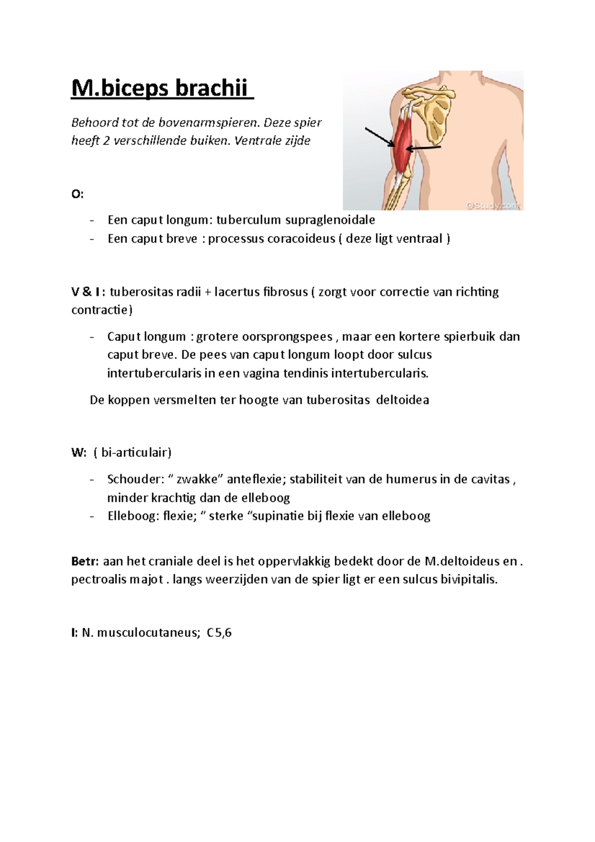 Spieren van de bovenarm M brachii Behoord tot de bovenarmspieren. Deze spier heeft 2