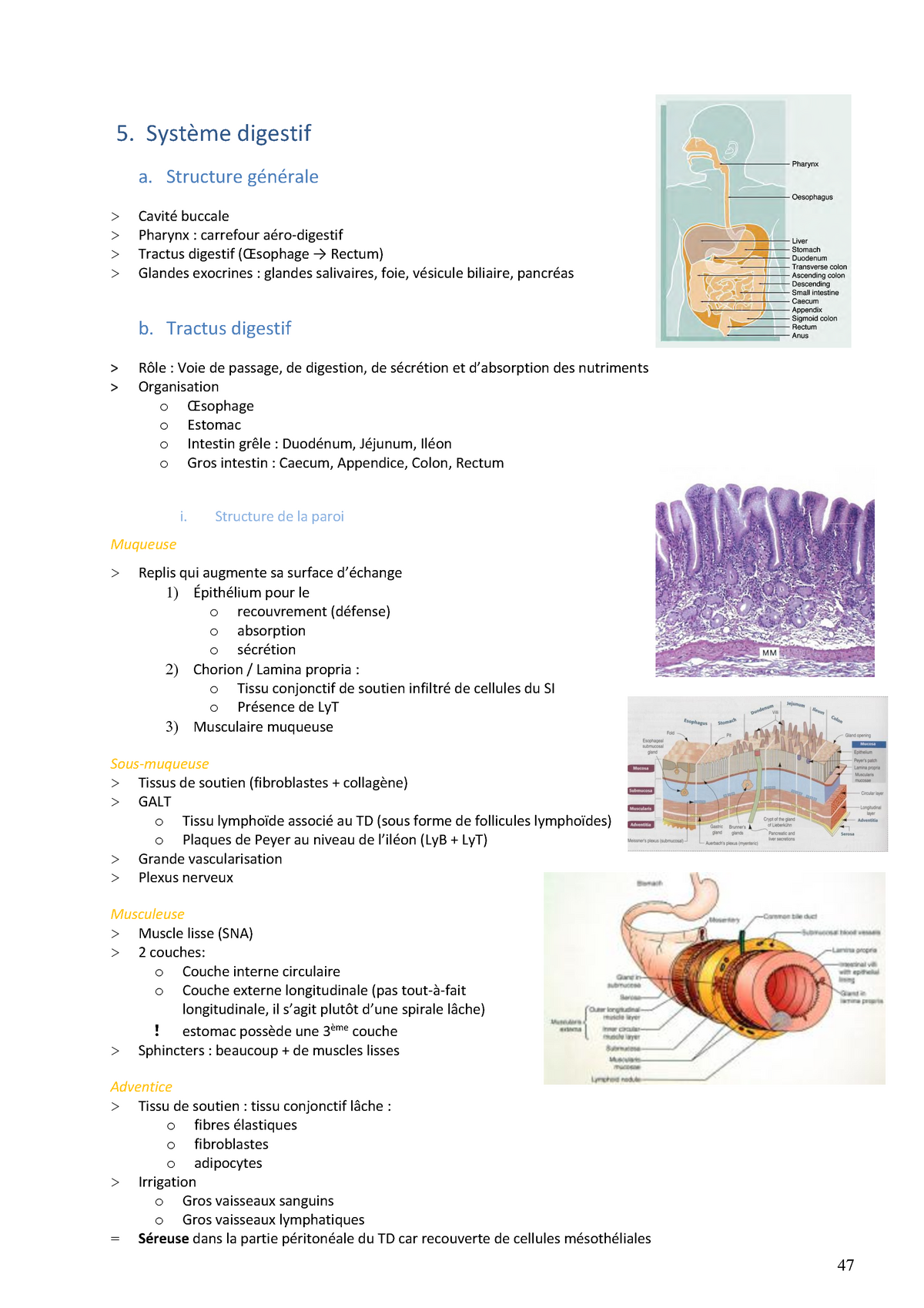 Histologie Chap 5 Et 6 Notes De Cours 5 Et 6 5 Système Digestif A Structure Générale 