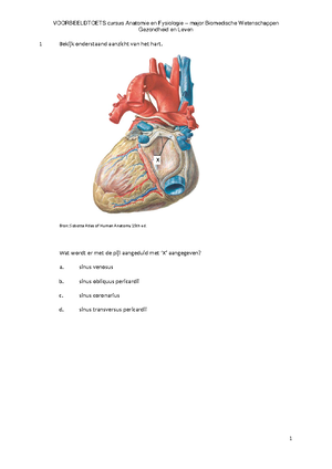 Anatomy of respiration - HCG Anatomy of respiratory system Functions ...