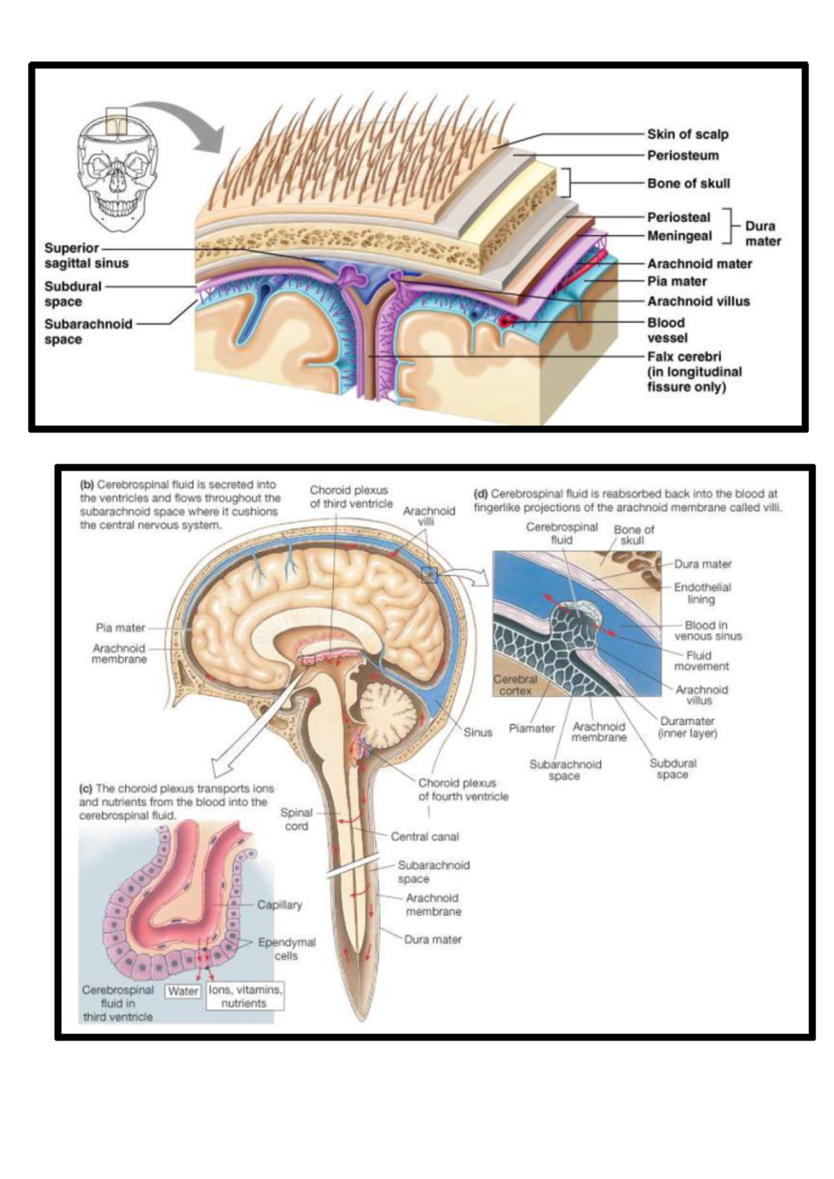 Flg211 - Skin of scalp Periosteum Bone of skull Periosteal Dura ...