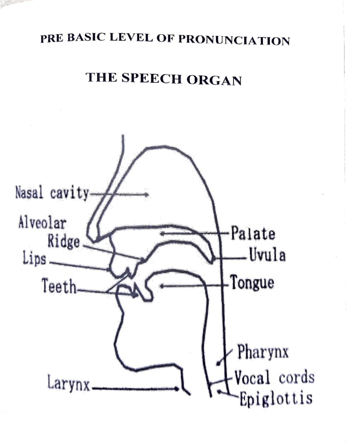 PR Speech Organ PRE BASIC LEVEL OF PRONUNCIATION THE SPEECH ORGAN Nasal cavity Alveolar Ridge