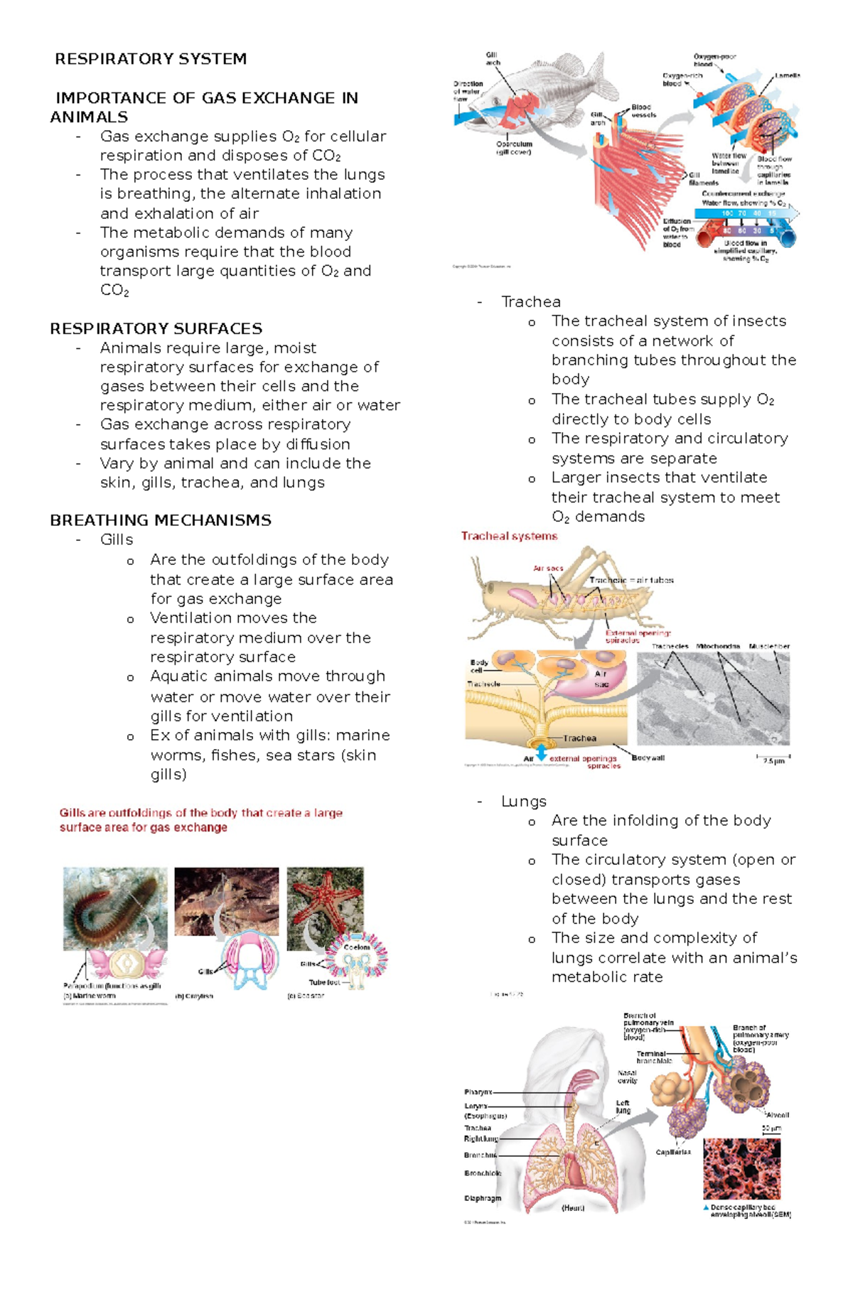 Respiratory System - Lecture notes 4 - RESPIRATORY SYSTEM IMPORTANCE OF ...