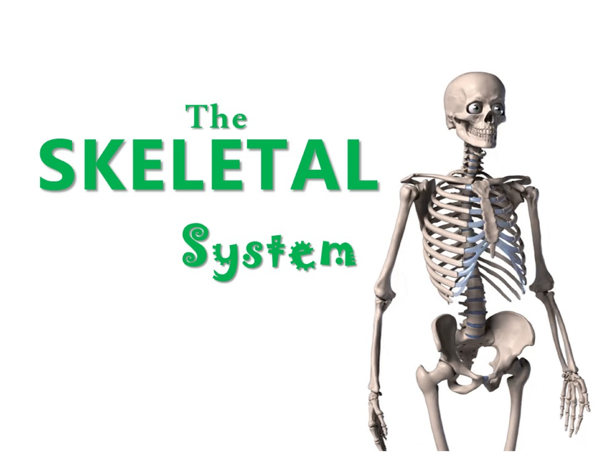 week-5-skeletal-system-anatomy-and-physiology-studocu