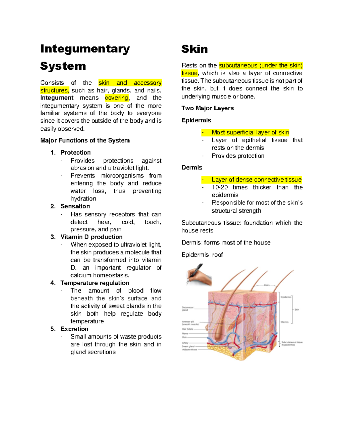 Integumentary System - Anatomy and Physiology - Integumentary System ...