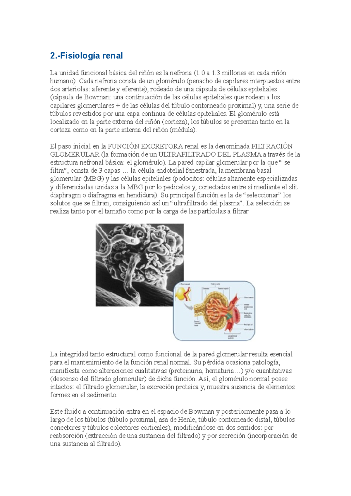 Resumen De Fisio Fisiolog A Renal La Unidad Funcional B Sica Del