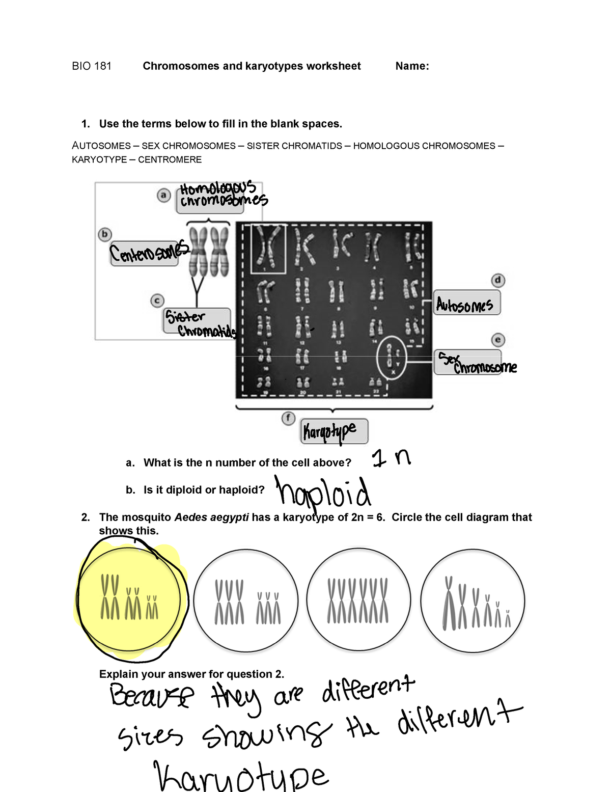 Arizona Karyotype Biology